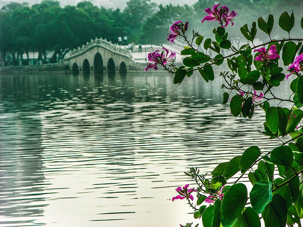 Hong Kong orchid tree in Chinese garden-Huizhou West Lake-Guangdong Province-China. art print by William Perry for $57.95 CAD