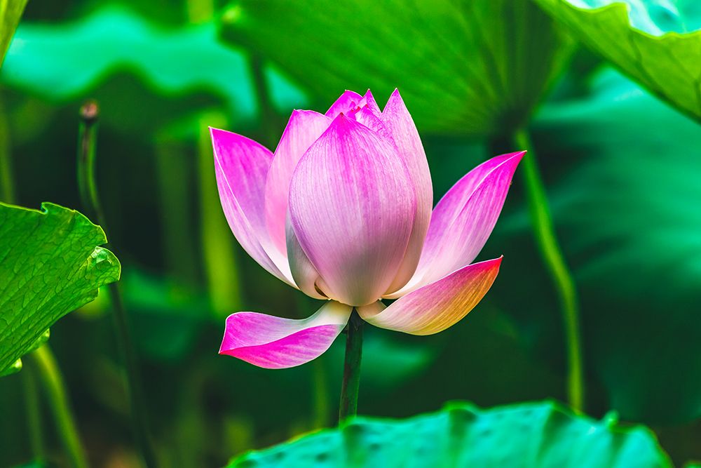 Pink lotus blooming-Temple of the Sun-Beijing-China. art print by William Perry for $57.95 CAD