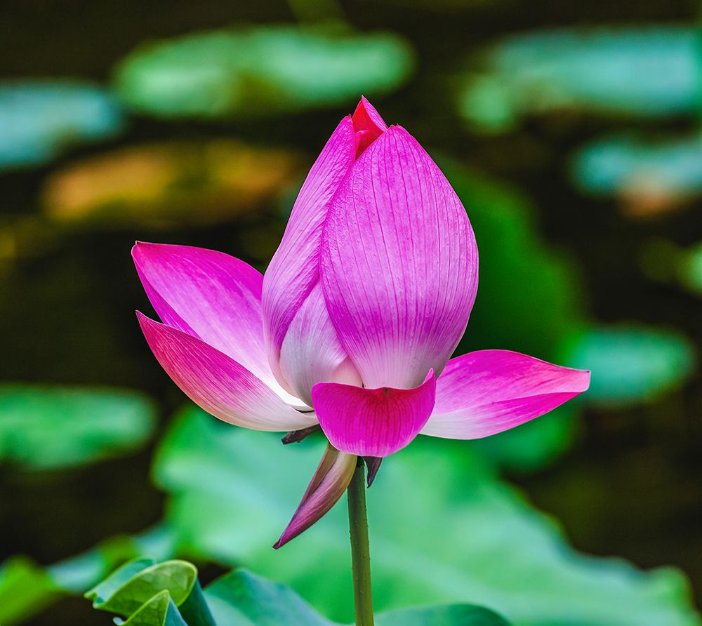 Pink lotus blooming-Temple of the Sun-Beijing-China. art print by William Perry for $57.95 CAD