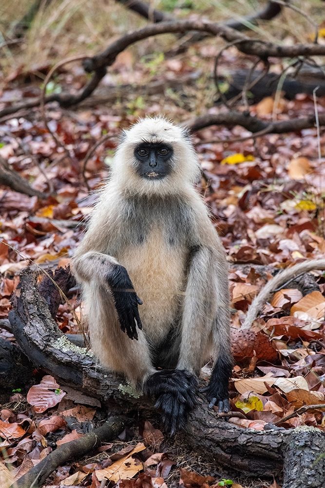 India-Madhya Pradesh-Bandhavgarh National Park Northern Plains Langur-aka Hunuman Langur art print by Cindy Miller Hopkins for $57.95 CAD