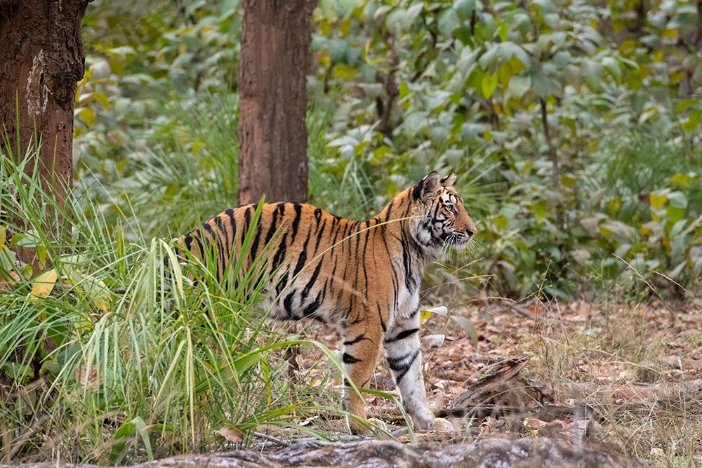 India-Madhya Pradesh-Bandhavgarh National Park Young female Bengal tiger stretching art print by Cindy Miller Hopkins for $57.95 CAD