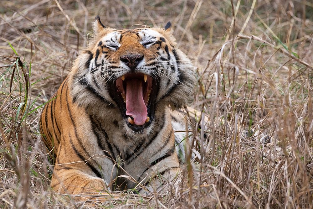 India-Madhya Pradesh-Bandhavgarh National Park Bengal tiger-endangered species art print by Cindy Miller Hopkins for $57.95 CAD