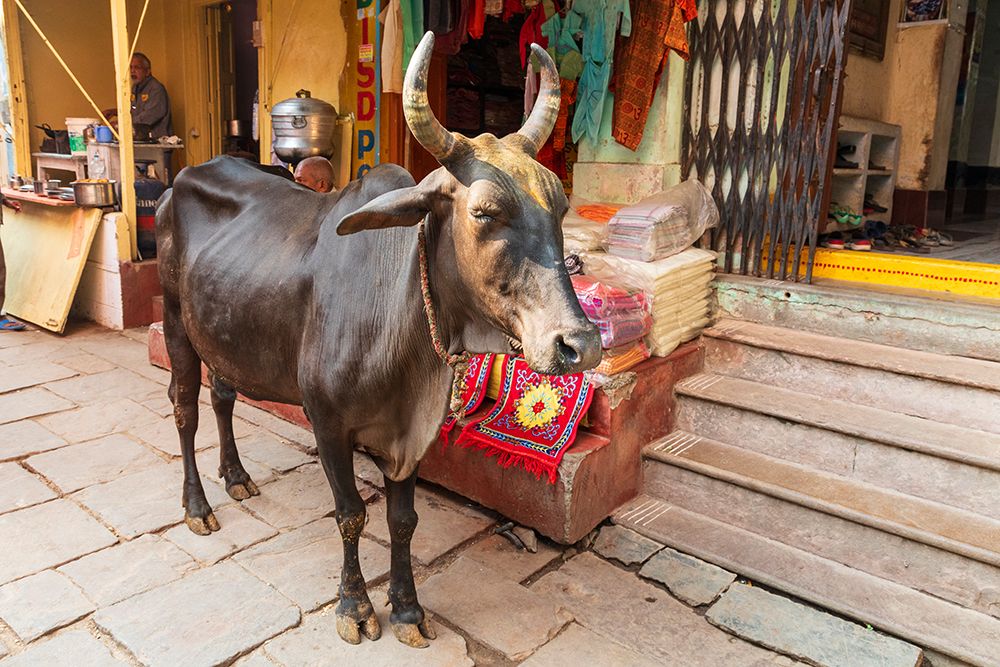 India, Uttar Pradesh, Varanasi, Bangali Tola. Cow in the street. art print by Emily M. Wilson for $57.95 CAD