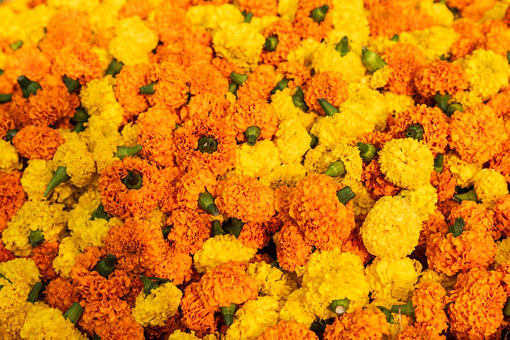 India, West Bengal, Kolkata. Marigolds strung into ropes for necklaces an offerings. art print by Emily M. Wilson for $57.95 CAD