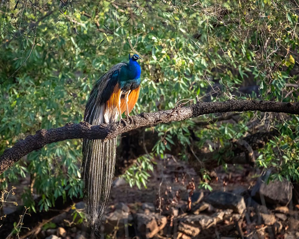 India, Rajasthan. Ranthambore NP. Male peafowl or peacock in morning sunlight perched on a branch art print by Sheila Haddad for $57.95 CAD