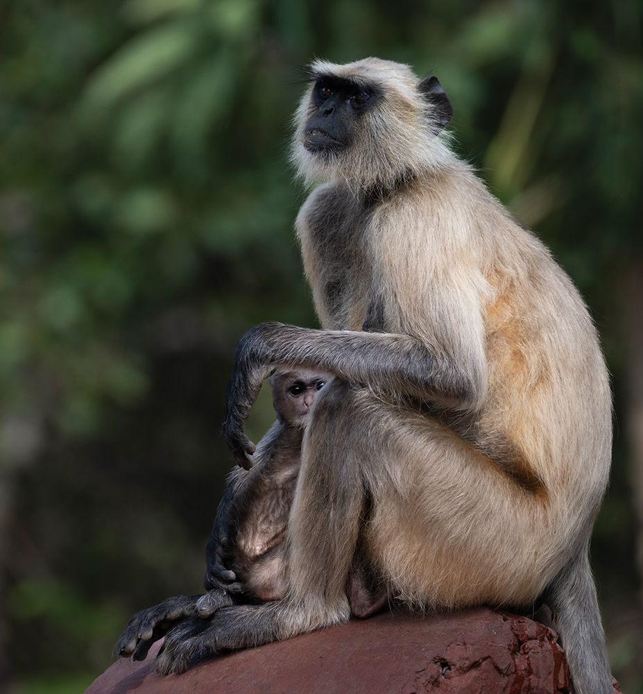 India, Rajasthan. Ranthambore NP. Female Grey Langur monkey protecting her very young juvenile art print by Sheila Haddad for $57.95 CAD