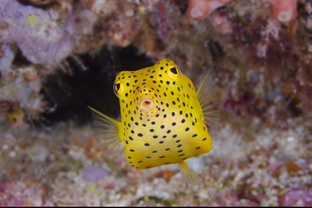 Indonesia, Komodo NP Juvenile box fish art print by Jones Shimlock for $57.95 CAD
