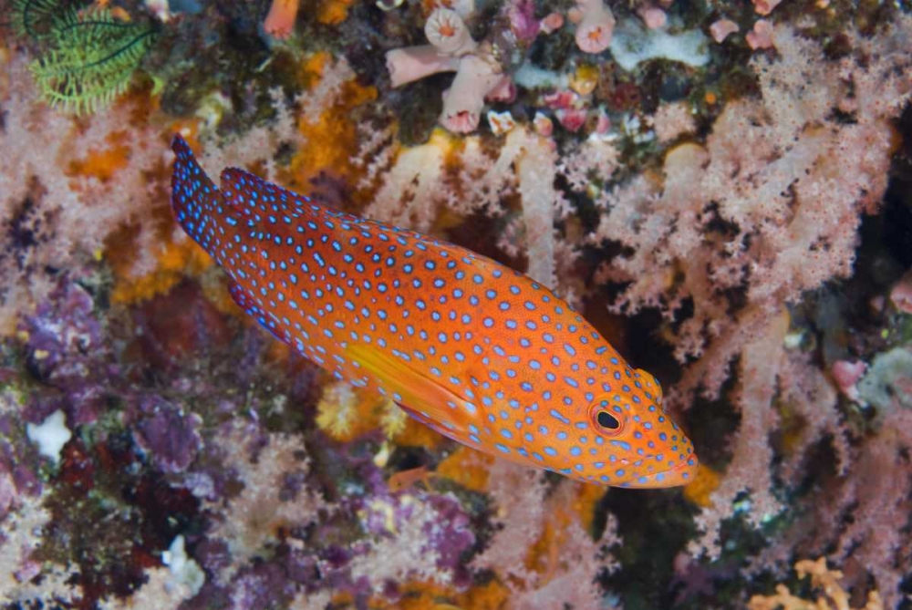 Indonesia, Komodo NP A coral trout among reef art print by Jones Shimlock for $57.95 CAD