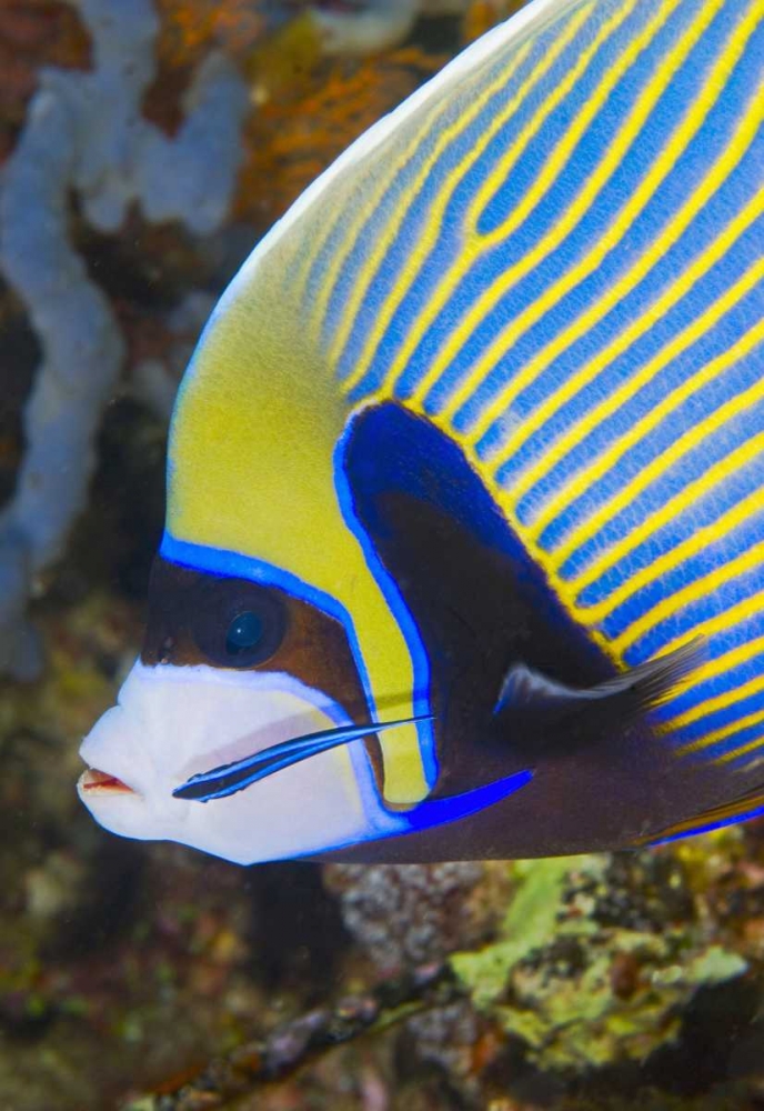 Indonesia, Komodo NP Angelfish being cleaned art print by Jones Shimlock for $57.95 CAD