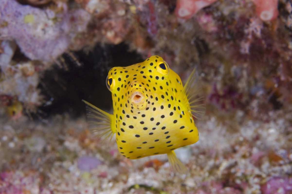 Indonesia, Komodo NP A juvenile boxfish art print by Jones Shimlock for $57.95 CAD