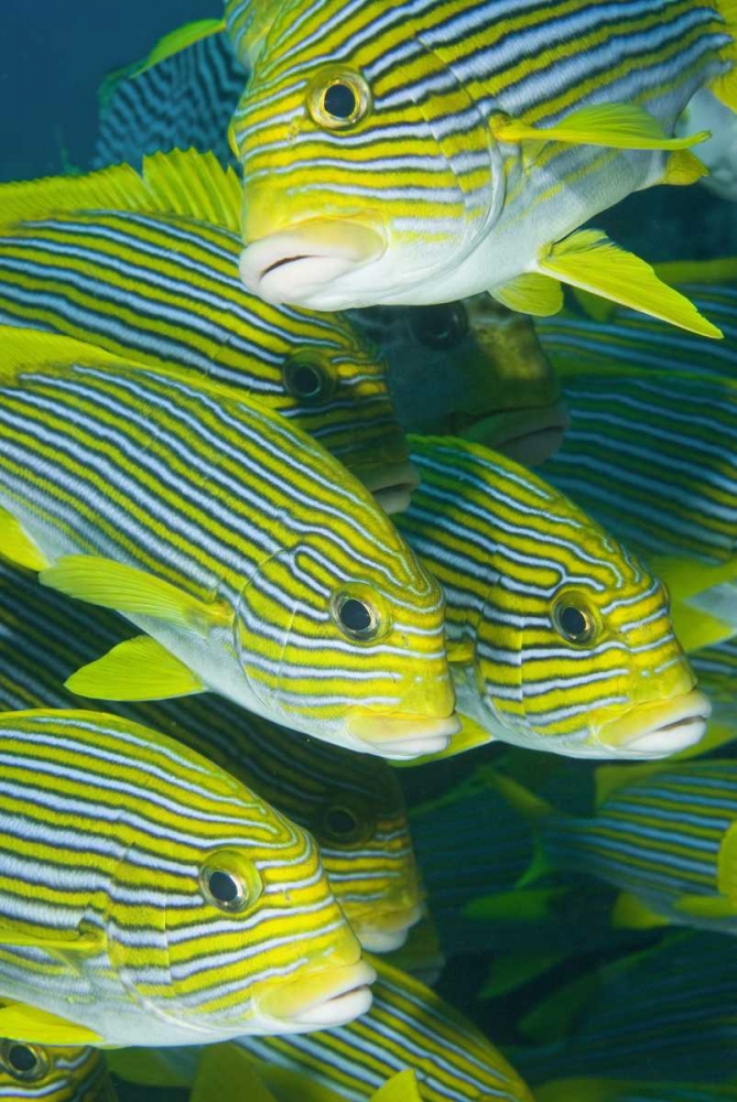 Indonesia, Komodo NP Ribbon sweetlips fish art print by Jones Shimlock for $57.95 CAD