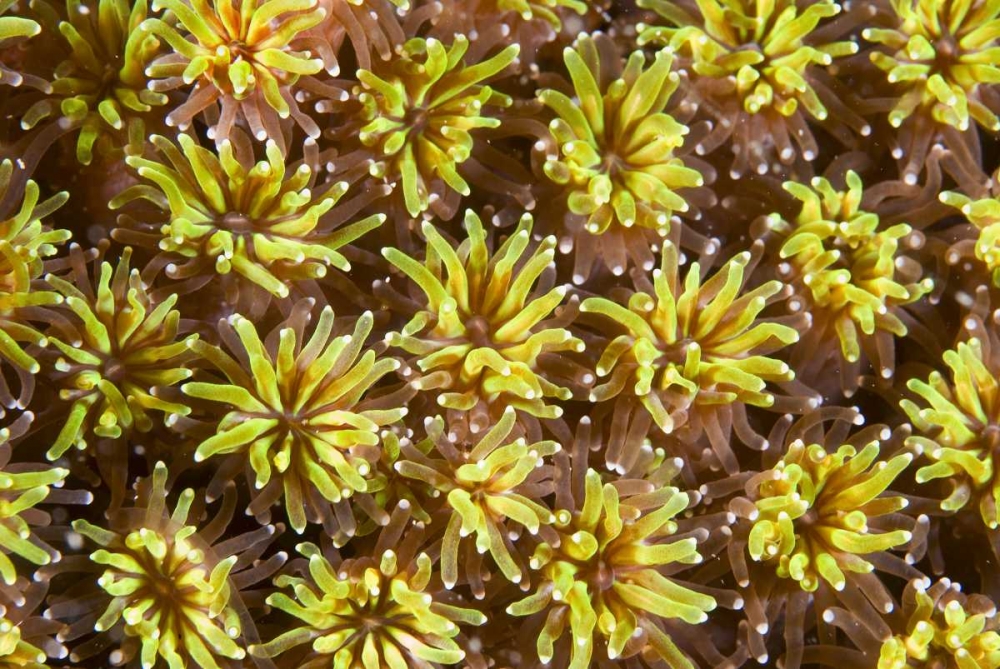 Indonesia, Komodo NP Tentacles of polyps art print by Jones Shimlock for $57.95 CAD