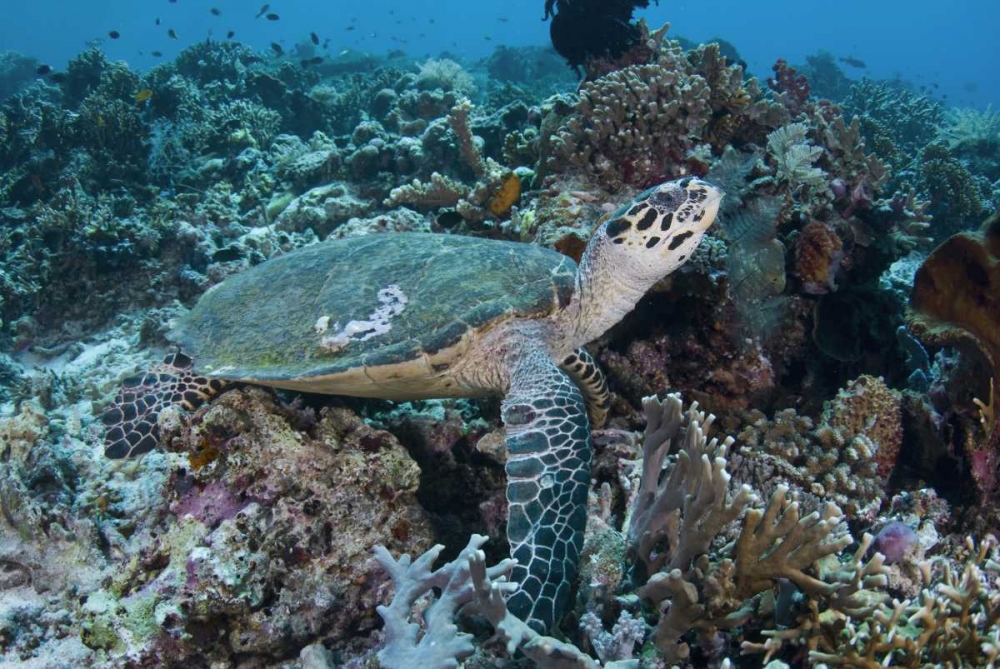 Indonesia, Komodo NP Green turtle over coral art print by Jones Shimlock for $57.95 CAD