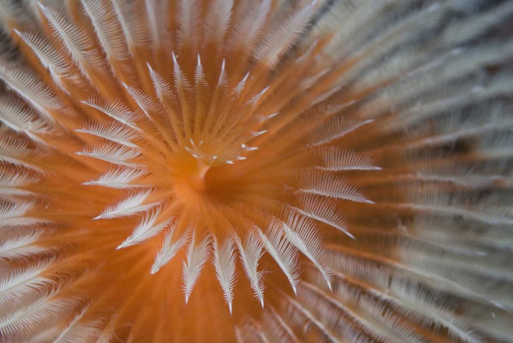 Indonesia, Papua, Fakfak Feather-duster worm art print by Jones Shimlock for $57.95 CAD