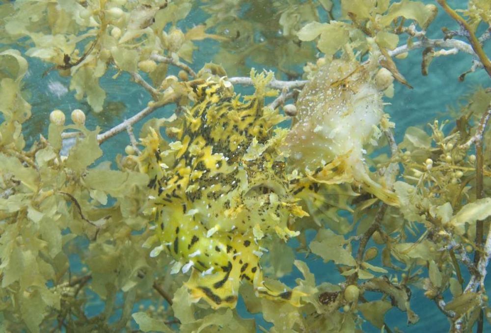 Indonesia, Papua, Fakfak Frogfish camouflaged art print by Jones Shimlock for $57.95 CAD