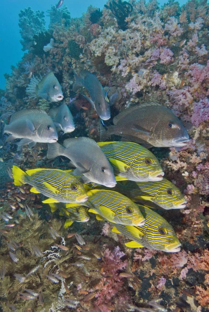 Indonesia,Triton Bay Schooling fish and coral art print by Jones Shimlock for $57.95 CAD