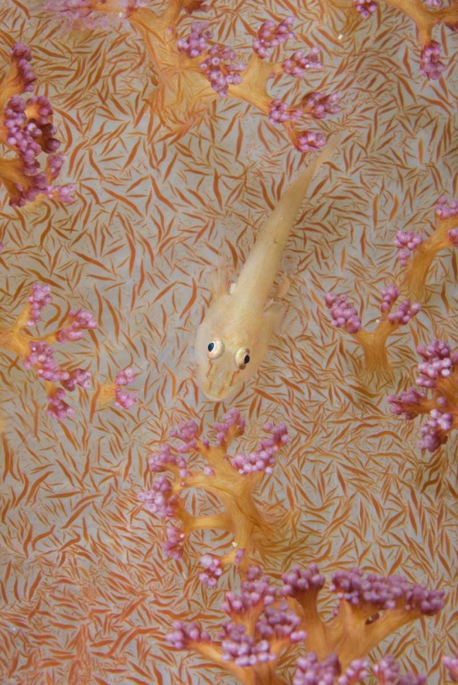 Indonesia, Triton Bay Soft-coral goby fish art print by Jones Shimlock for $57.95 CAD
