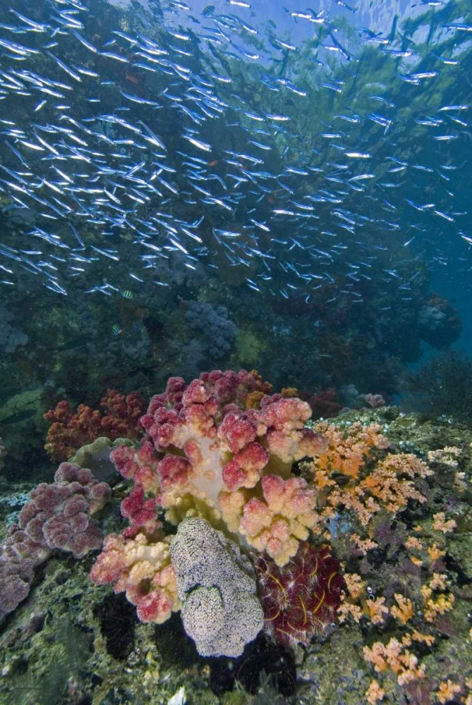 Indonesia, Triton Bay School of silversides fish art print by Jones Shimlock for $57.95 CAD