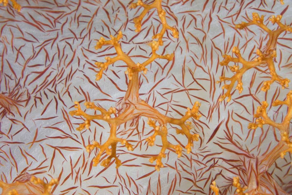 Indonesia, Papua Detail of a soft coral polyps art print by Jones Shimlock for $57.95 CAD