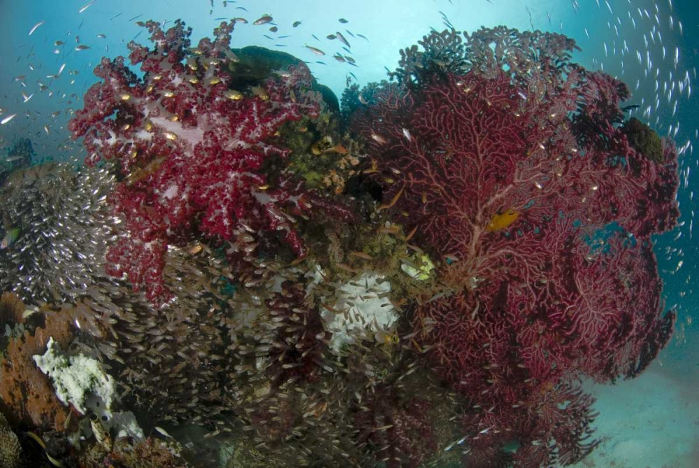 Indonesia, Papua Reef panorama of soft coral art print by Jones Shimlock for $57.95 CAD