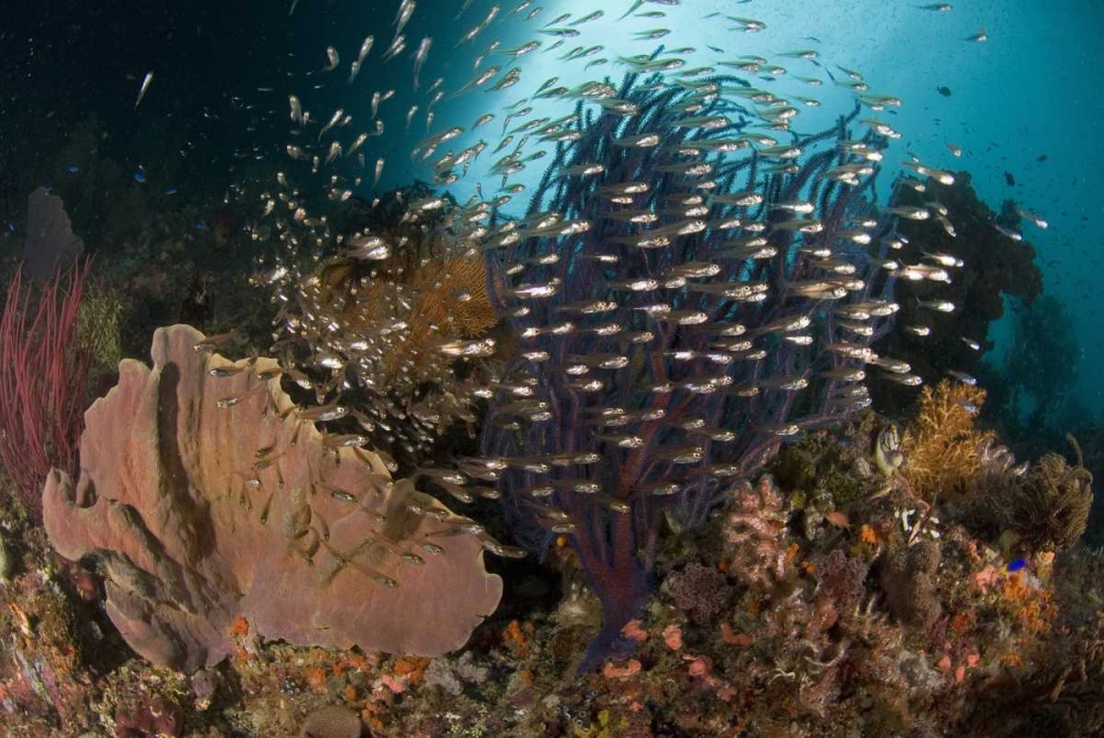 Indonesia Corals and glassy cardinalfish art print by Jones Shimlock for $57.95 CAD