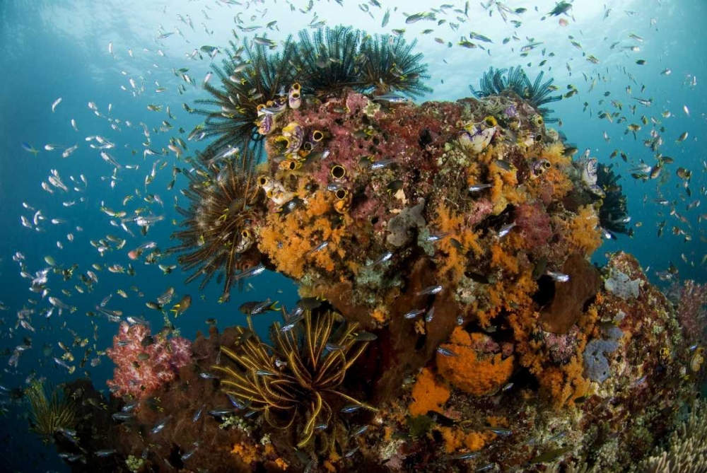 Indonesia, Papua Reef scenic with coral and fish art print by Jones Shimlock for $57.95 CAD