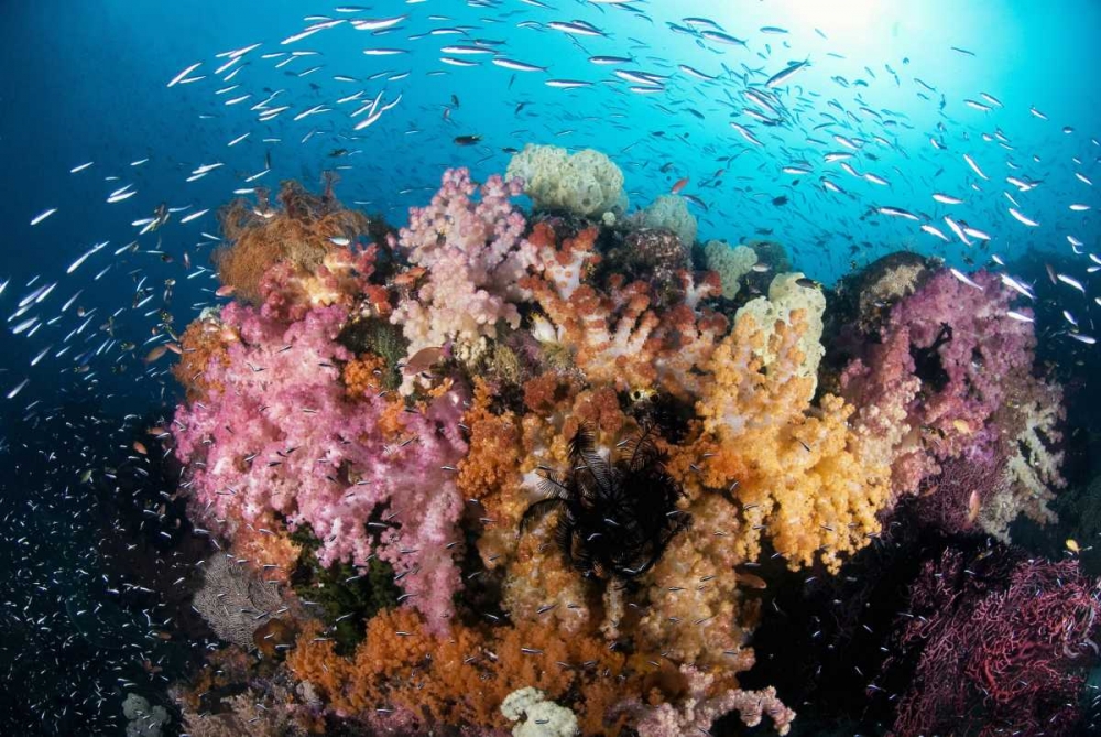 Indonesia, Papua Reef scenic with coral and fish art print by Jones Shimlock for $57.95 CAD