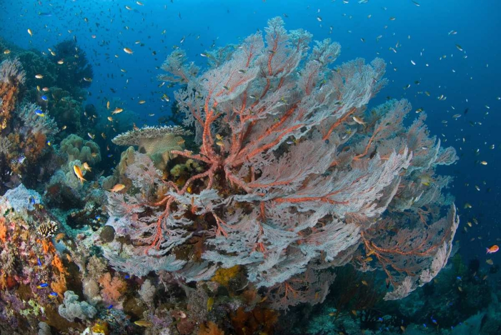 Indonesia, Papua Reef with large seafan and Fish art print by Jones Shimlock for $57.95 CAD