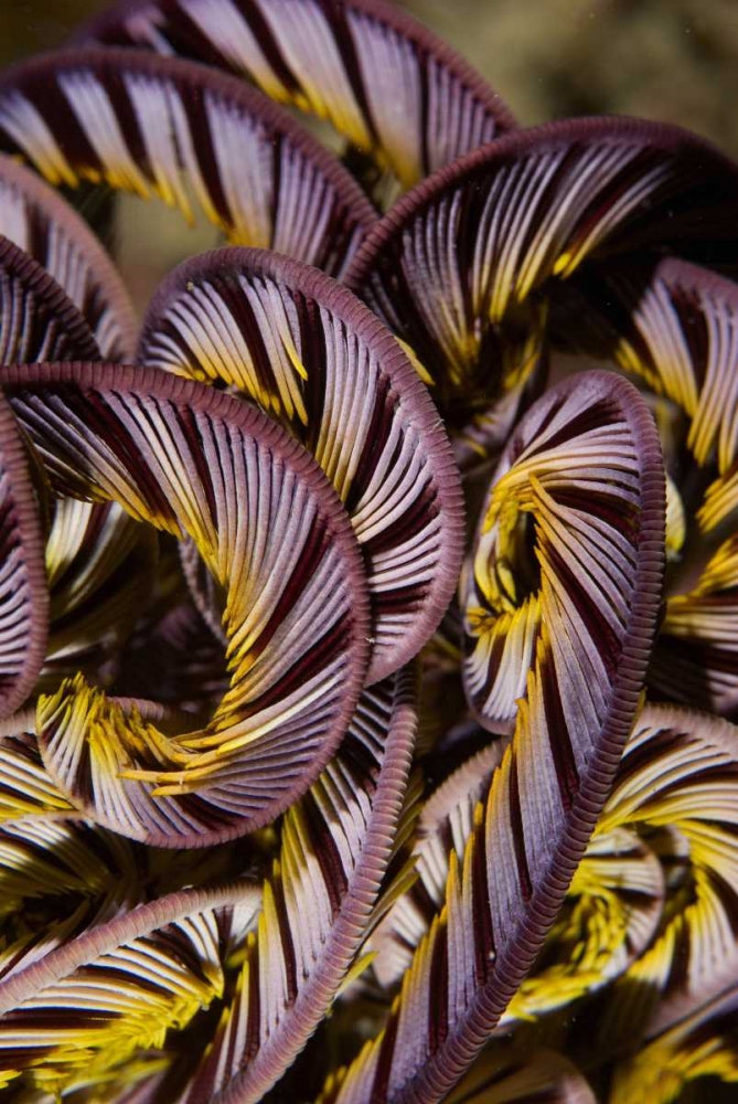 Indonesia, Misool Island Detail of a crinoid art print by Jones Shimlock for $57.95 CAD