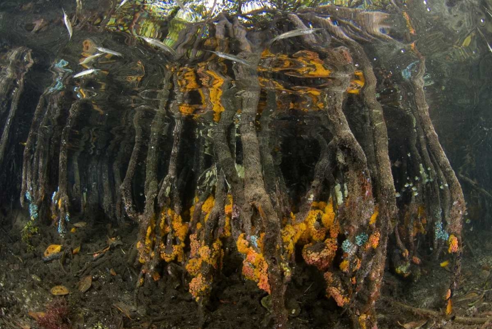 Indonesia, Misool Islands Coral on mangroves art print by Jones Shimlock for $57.95 CAD
