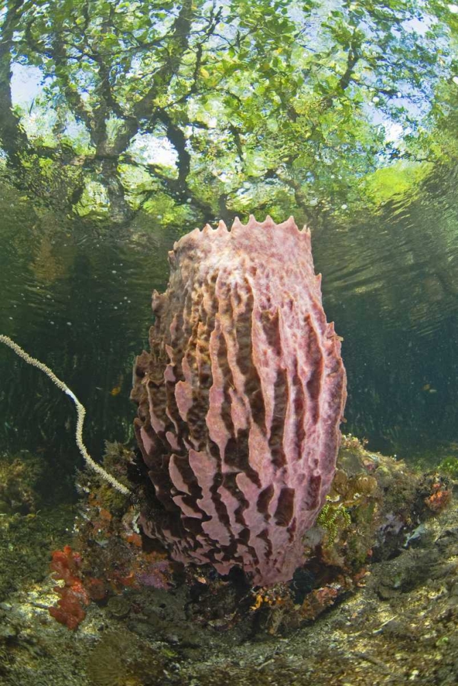 Indonesia, Misool Isl Barrel spong in mangrove art print by Jones Shimlock for $57.95 CAD