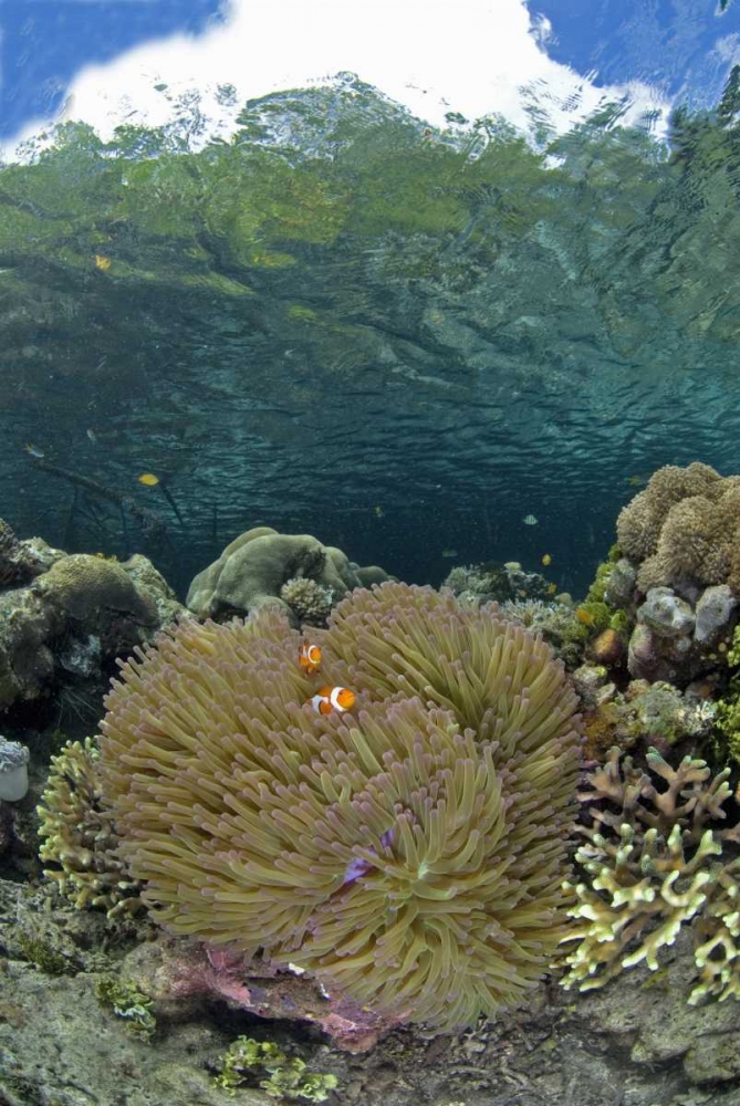 Indonesia Coral grows near surface in mangrove art print by Jones Shimlock for $57.95 CAD