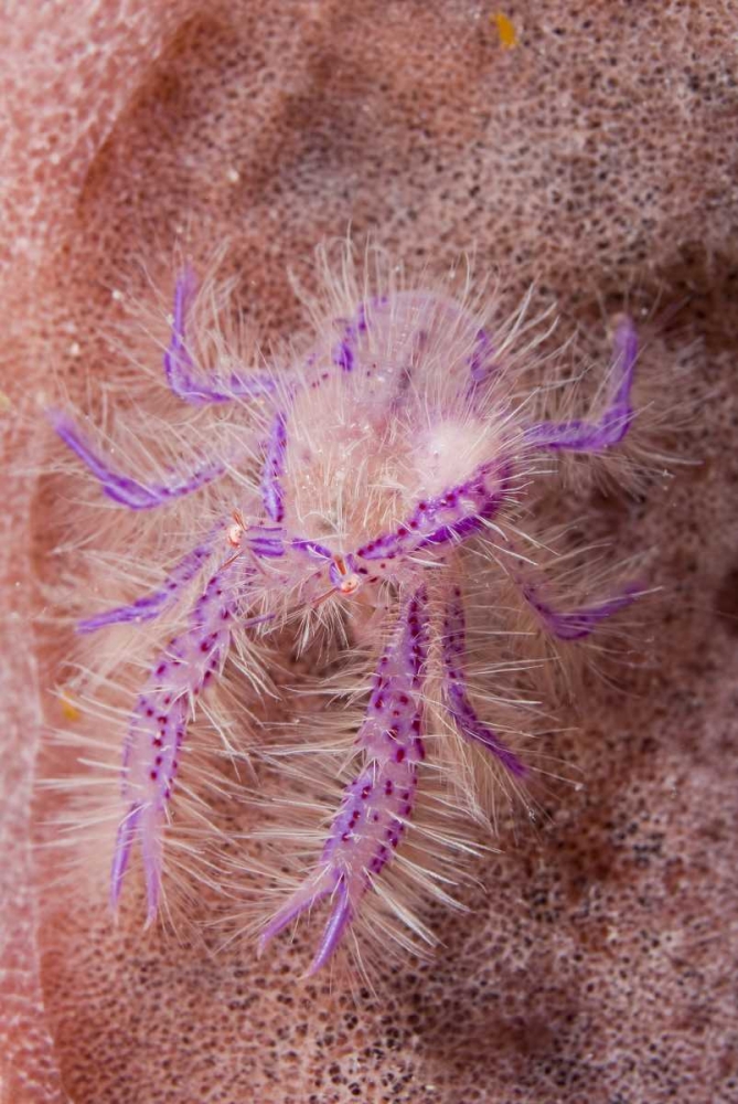 Indonesia Squat lobster and barrel sponges art print by Jones Shimlock for $57.95 CAD