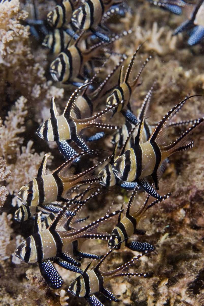 Indonesia, Sulawesi, Banggai cardinalfish art print by Jones Shimlock for $57.95 CAD