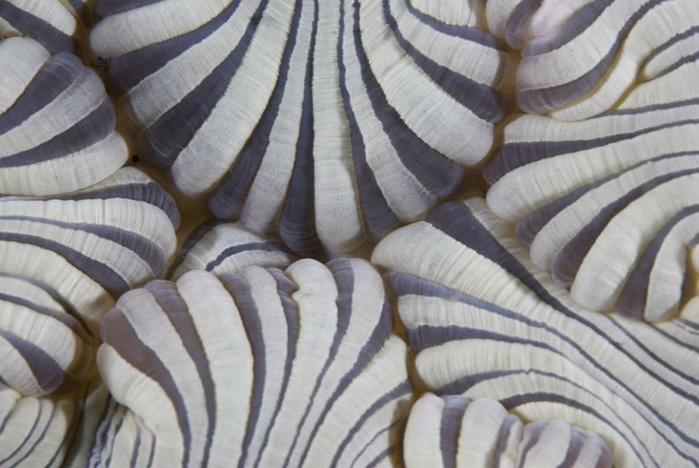 Indonesia, Lembeh Straits Sea anemone mouth art print by Jones Shimlock for $57.95 CAD