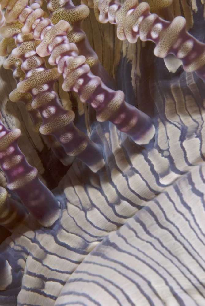 Indonesia, Ringed tentacles of an anemone art print by Jones Shimlock for $57.95 CAD