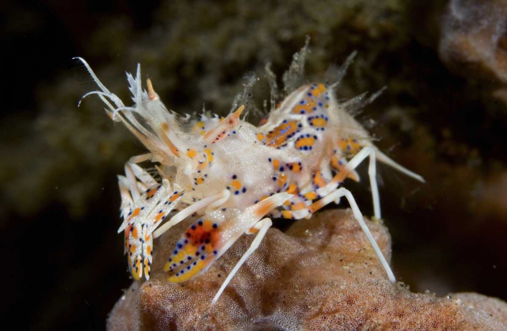 Indonesia, Sulawesi Island Tiny tiger shrimp art print by Jones Shimlock for $57.95 CAD