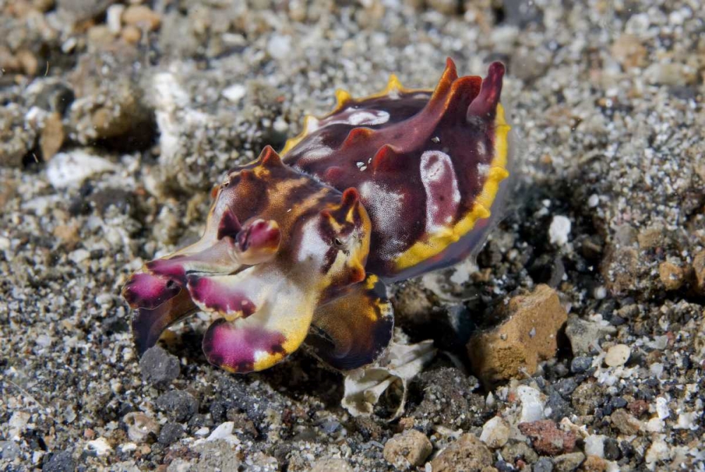 Indonesia, A Pfeffers flamboyant cuttlefish art print by Jones Shimlock for $57.95 CAD