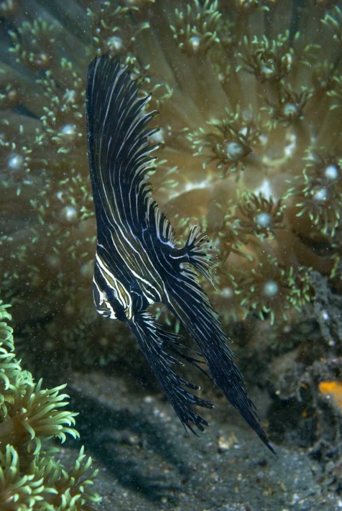 Indonesia Sulawesi Isl, Zebra batfish amid coral art print by Jones Shimlock for $57.95 CAD