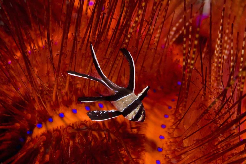 Indonesia, Sulawesi A banggai cardinalfish art print by Jones Shimlock for $57.95 CAD