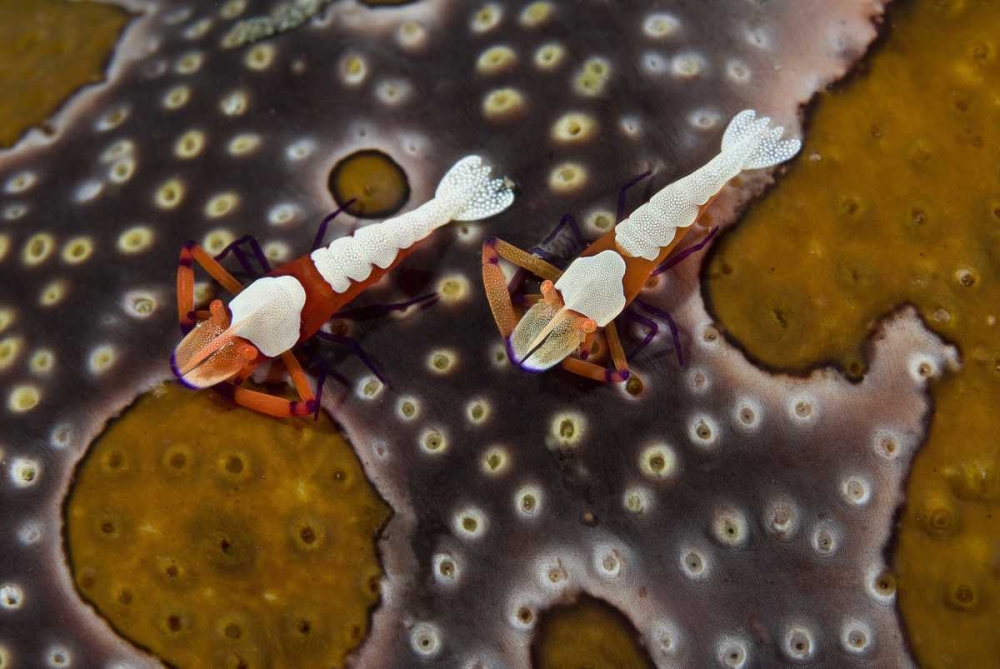 Indonesia Imperial shrimps on a sea cucumber art print by Jones Shimlock for $57.95 CAD