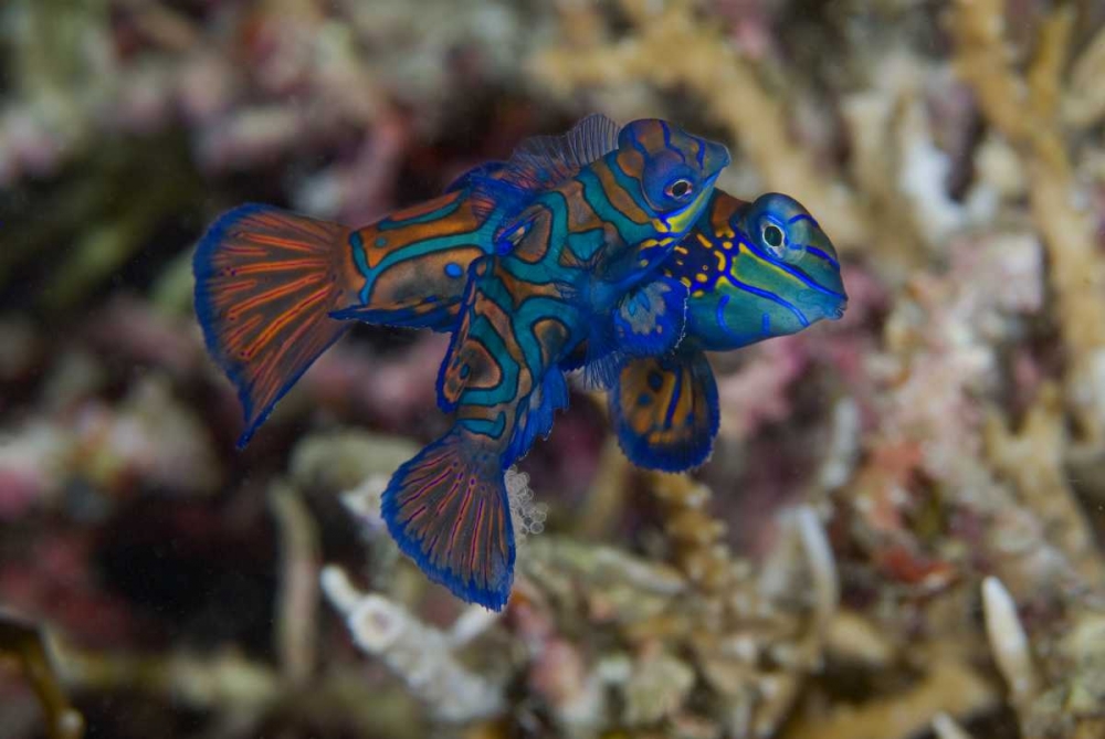 Indonesia, Sulawesi Island Mandarinfish mating art print by Jones Shimlock for $57.95 CAD