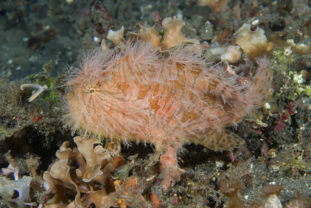 Indonesia, Lembeh Straits An anglerfish profile art print by Jones Shimlock for $57.95 CAD