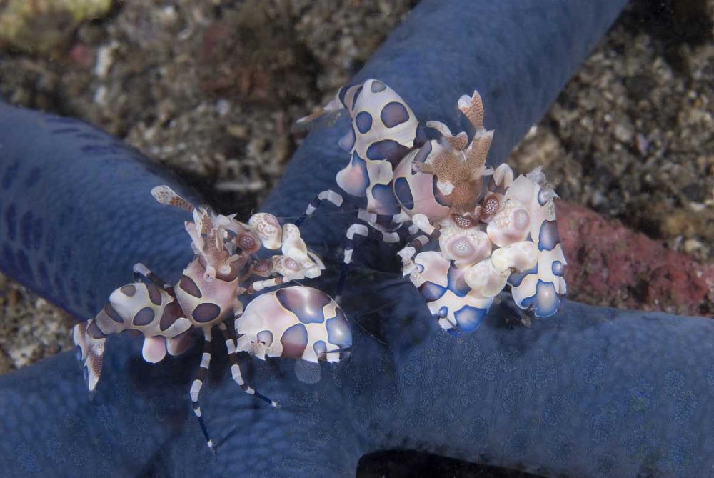 Indonesia, Lembeh Straits Harlequin shrimp art print by Jones Shimlock for $57.95 CAD