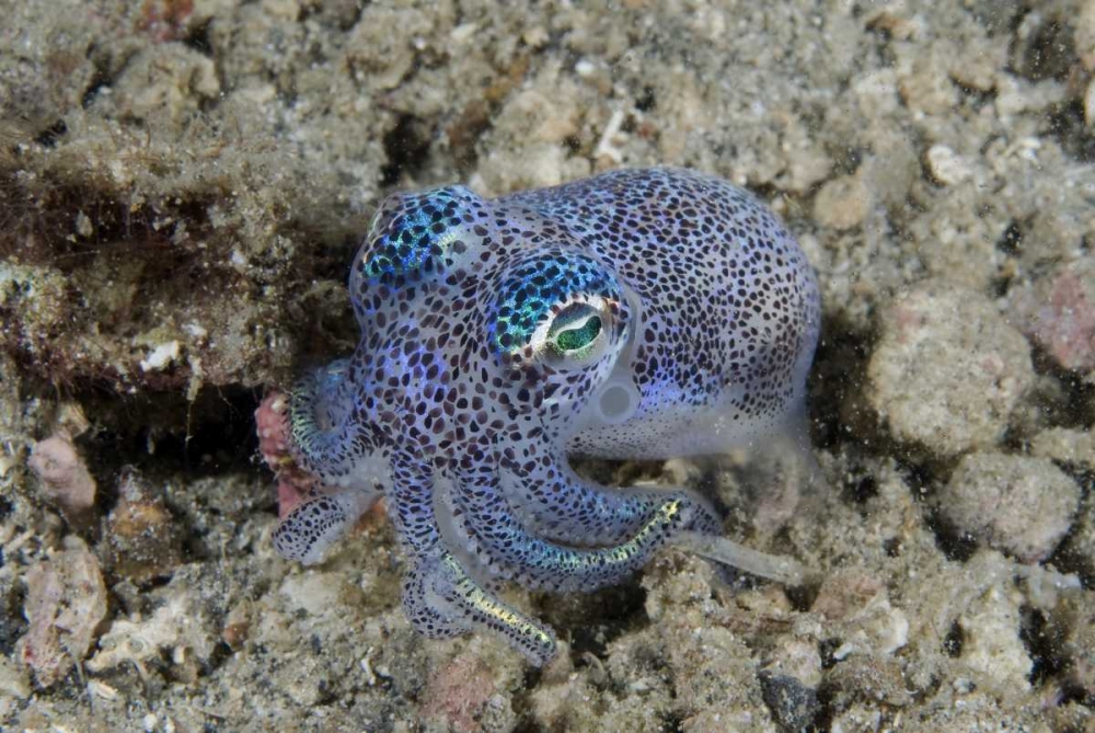 Indonesia Bobtail squid burrows into sea floor art print by Jones Shimlock for $57.95 CAD