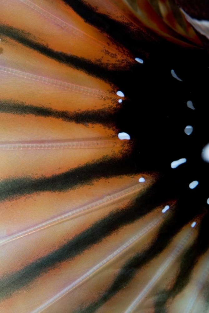 Indonesia, Sulawesi Isl, Lembeh Straits Lionfish art print by Jones Shimlock for $57.95 CAD