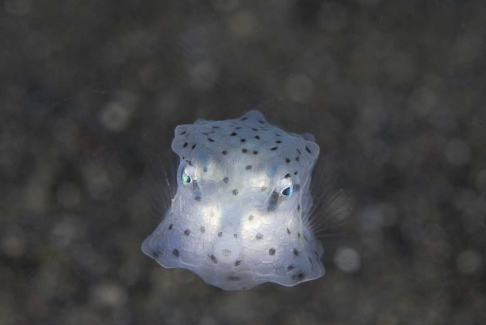 Indonesia, Sulawesi Island, Juvenile boxfish art print by Jones Shimlock for $57.95 CAD