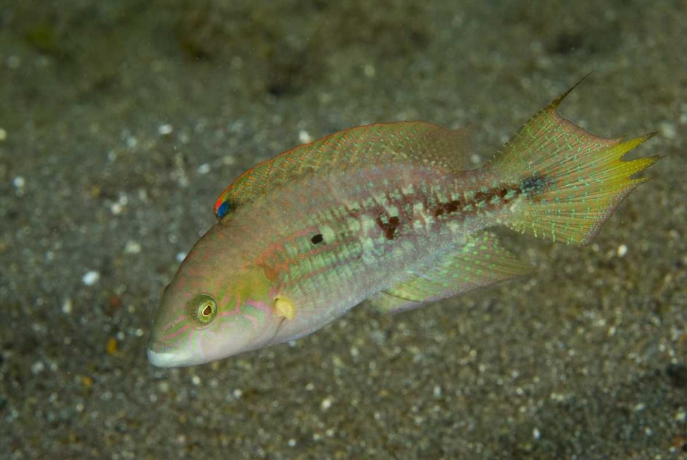 Indonesia, Sulawesi Island Parrotfish swimming art print by Jones Shimlock for $57.95 CAD
