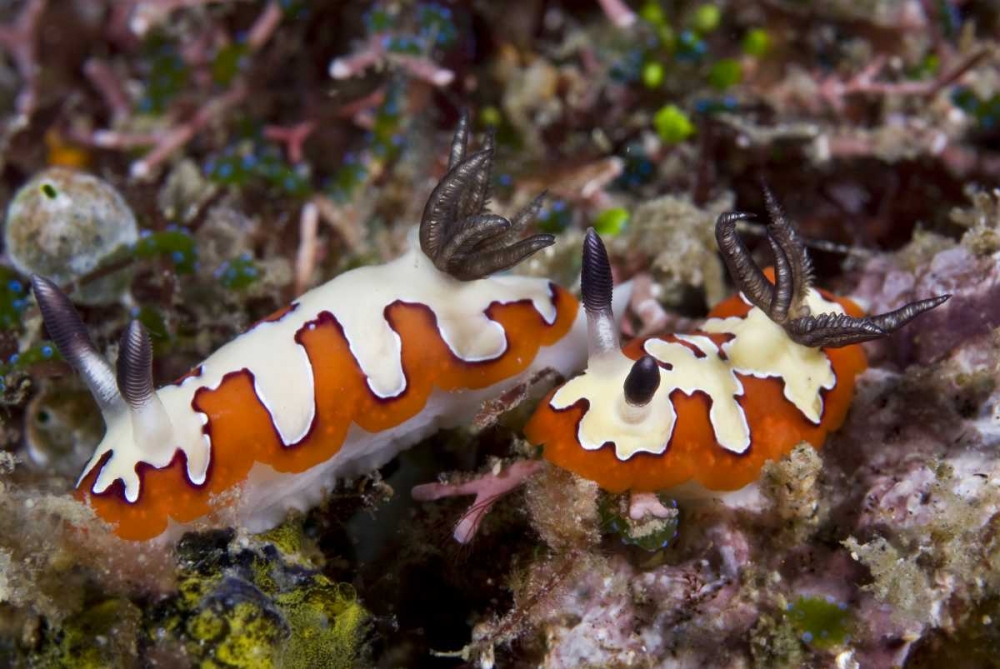 Indonesia, Lembeh Straits Two nudibranch feeding art print by Jones Shimlock for $57.95 CAD