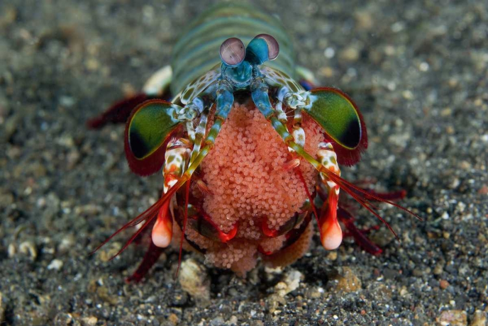 Indonesia Female Mantis shrimp with eggs art print by Jones Shimlock for $57.95 CAD